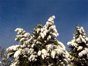 Snow Day in North Carolina