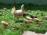 Chicks